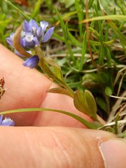 Polygala alpestris