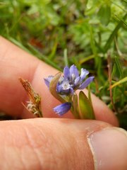 Polygala alpestris