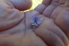 Psoralea axillaris