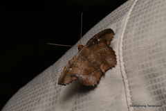 Gracillina prosthenia