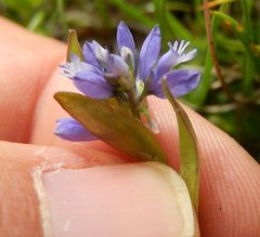 Polygala alpestris