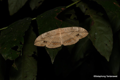 Sphingognatha asclepiades