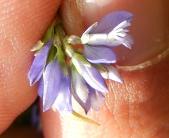 Polygala alpestris