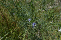 Psoralea axillaris