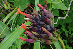 Kalanchoe rotundifolia