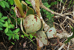 Kalanchoe rotundifolia