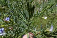 Psoralea axillaris