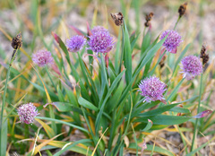 Allium platyspathum
