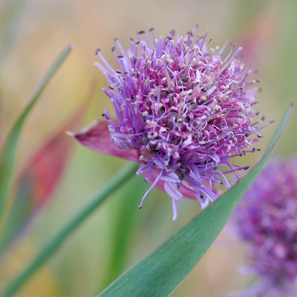 Falcatifolia