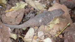 Sceloporus gadoviae