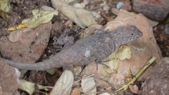 Sceloporus gadoviae