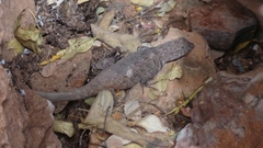 Sceloporus gadoviae