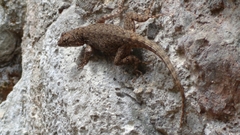Sceloporus gadoviae