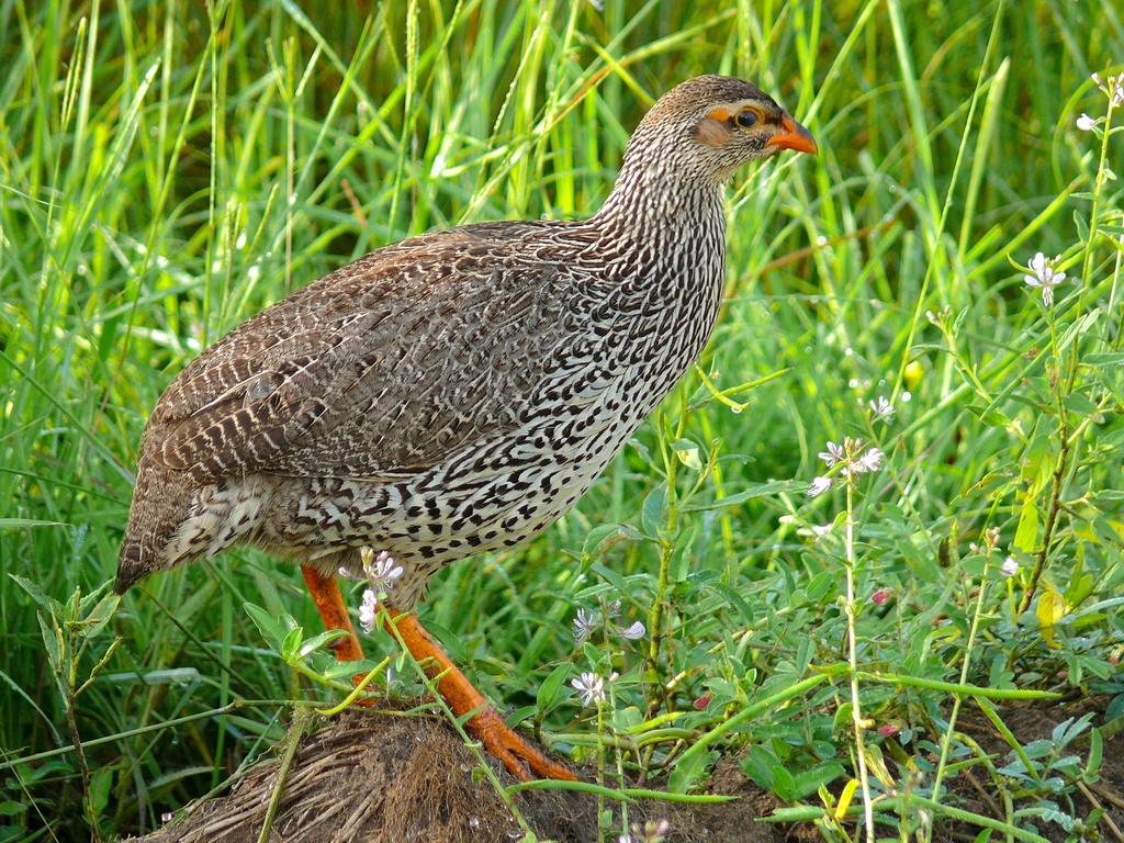 Heuglin's Spurfowl photo