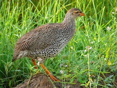 Heuglin's Francolin photo 1