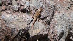 Sceloporus gadoviae