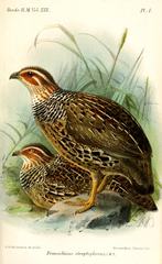 Ring-Necked Francolin photo 2