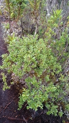 Eucryphia milliganii