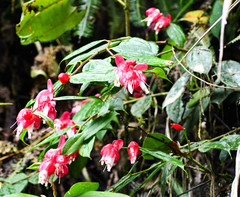 Cavendishia tarapotana