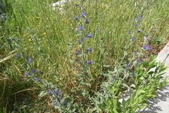 Echium vulgare pustulatum