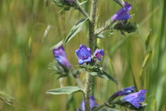 Echium vulgare pustulatum