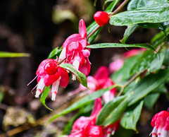 Cavendishia tarapotana