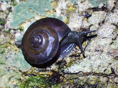 Hemiplecta