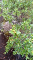 Eucryphia milliganii