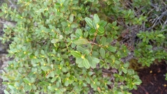 Eucryphia milliganii