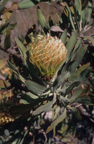 Image of Catherinewheel Pincushion (Leucospermum catherinae) by (c) Tom Lloyd Evans, some rights reserved (CC BY-SA)