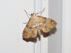 Elophila faulalis