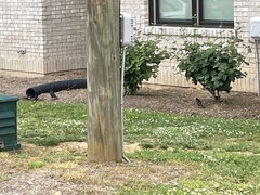 Sturnus vulgaris