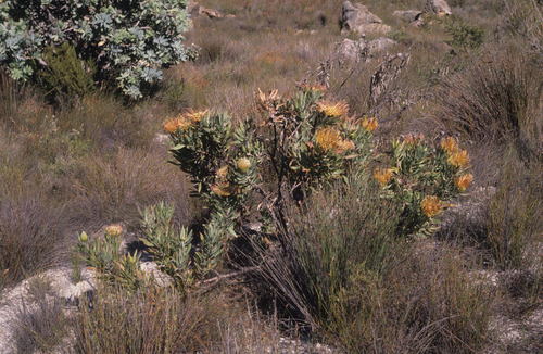 Image of Catherinewheel Pincushion (Leucospermum catherinae) by (c) Tom Lloyd Evans, some rights reserved (CC BY-SA)