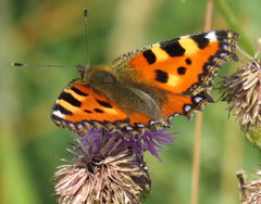 Aglais urticae