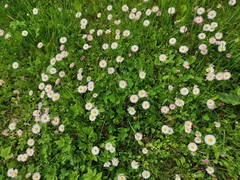 Bellis perennis
