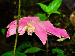 Adiantum macrophyllum