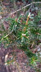Cyathodes straminea