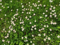 Bellis perennis