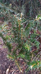 Cyathodes straminea