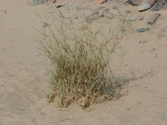 Panicum turgidum