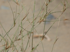 Panicum turgidum