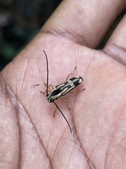 Glenea mephisto