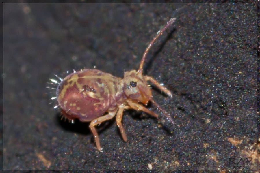 Dicyrtomina tuberculata