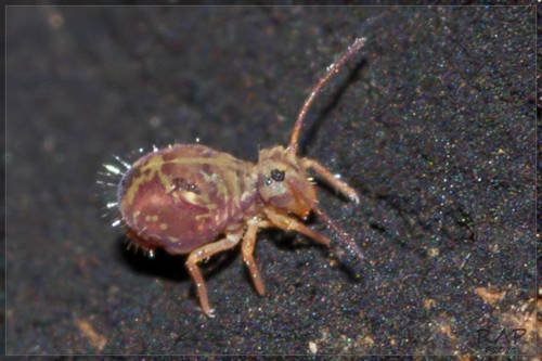 Dicyrtomina tuberculata