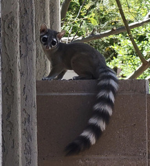 Bassariscus