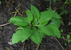 Arisaema dracontium