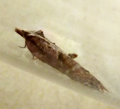 Acleris cristana