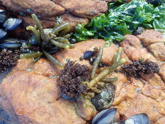 Splachnidium rugosum