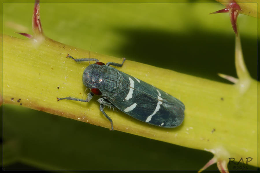 Balacha similis