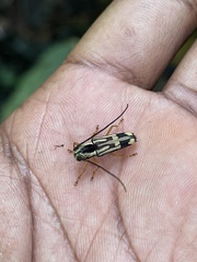 Glenea mephisto